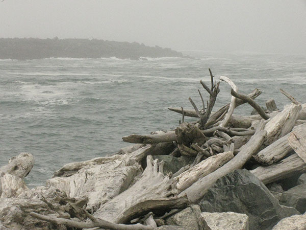 Bandon beach driftwood